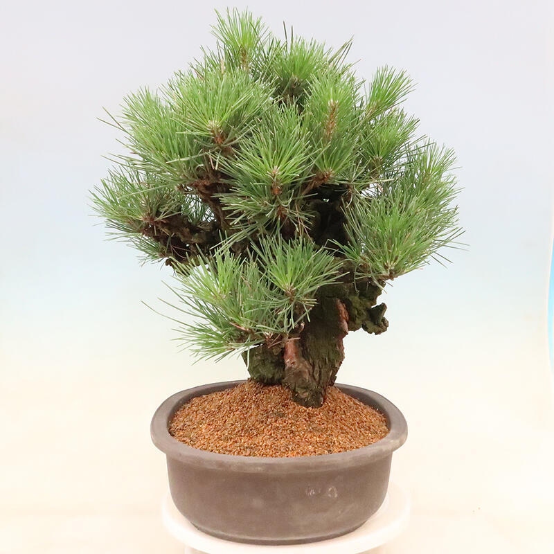 Outdoor-Bonsai - Pinus thunbergii corticosa - Kork Kiefer