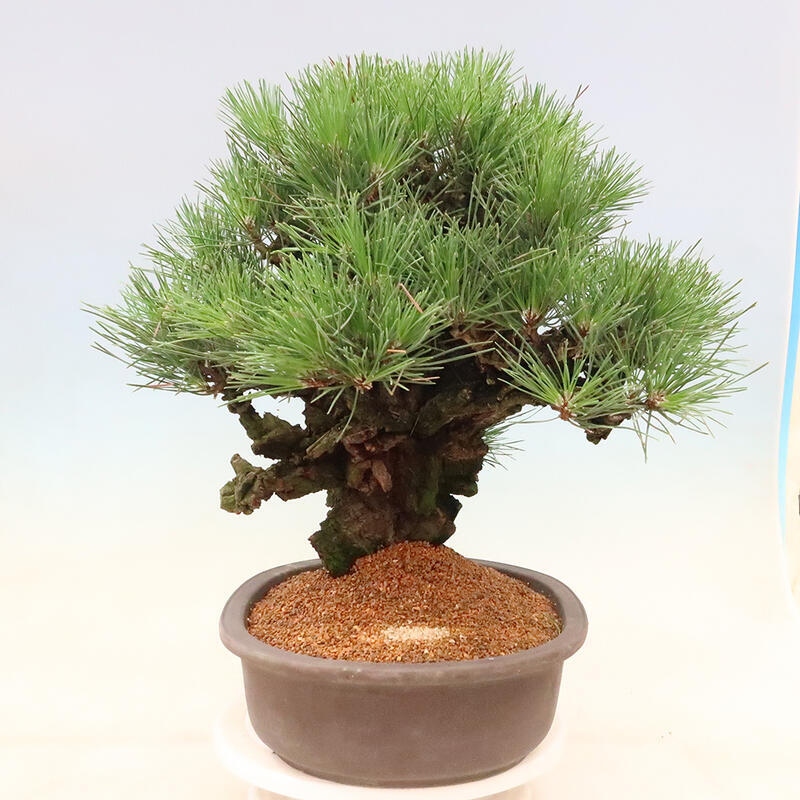 Outdoor-Bonsai - Pinus thunbergii corticosa - Kork Kiefer