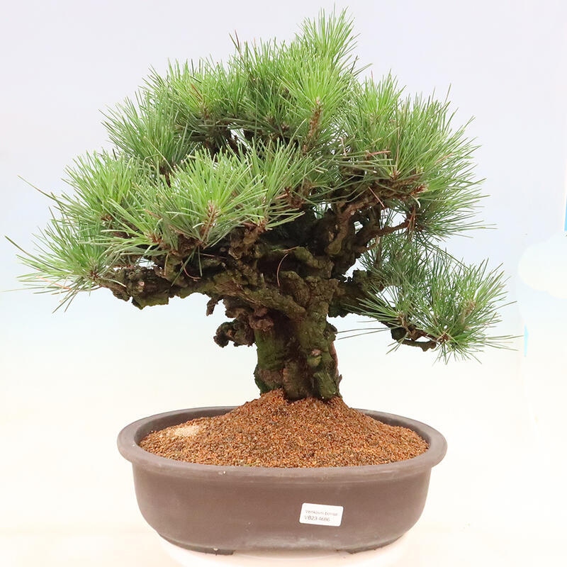 Outdoor-Bonsai - Pinus thunbergii corticosa - Kork Kiefer