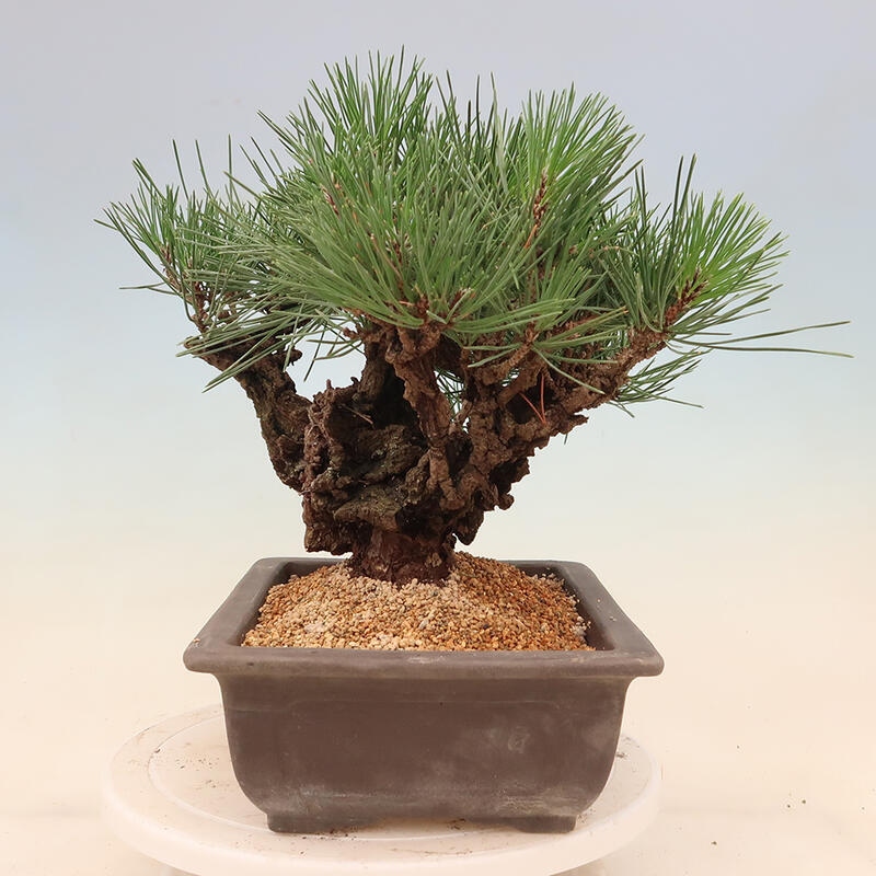 Outdoor-Bonsai - Pinus thunbergii corticosa - Kork Kiefer