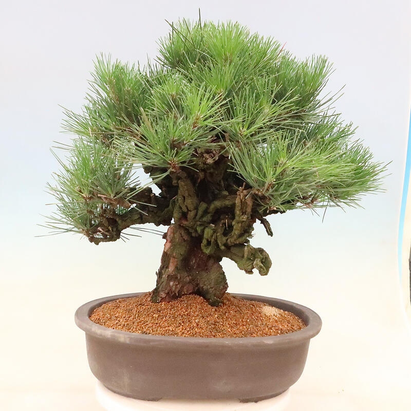 Outdoor-Bonsai - Pinus thunbergii corticosa - Kork Kiefer