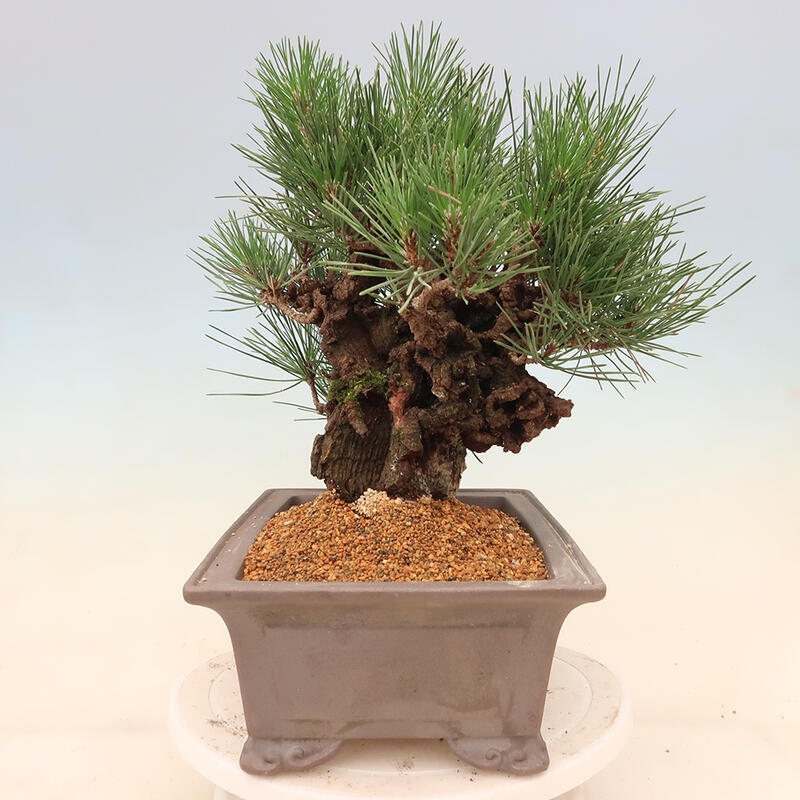 Outdoor-Bonsai - Pinus thunbergii corticosa - Kork Kiefer