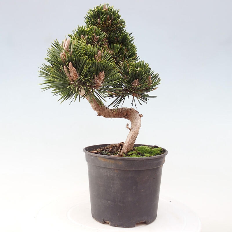 Bonsai im Freien - Pinus thunbergii senjyumaru - Thunbergia-Kiefer