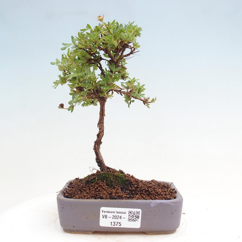 Bonsai im Freien - Potentilla Alba - Mochna weiß