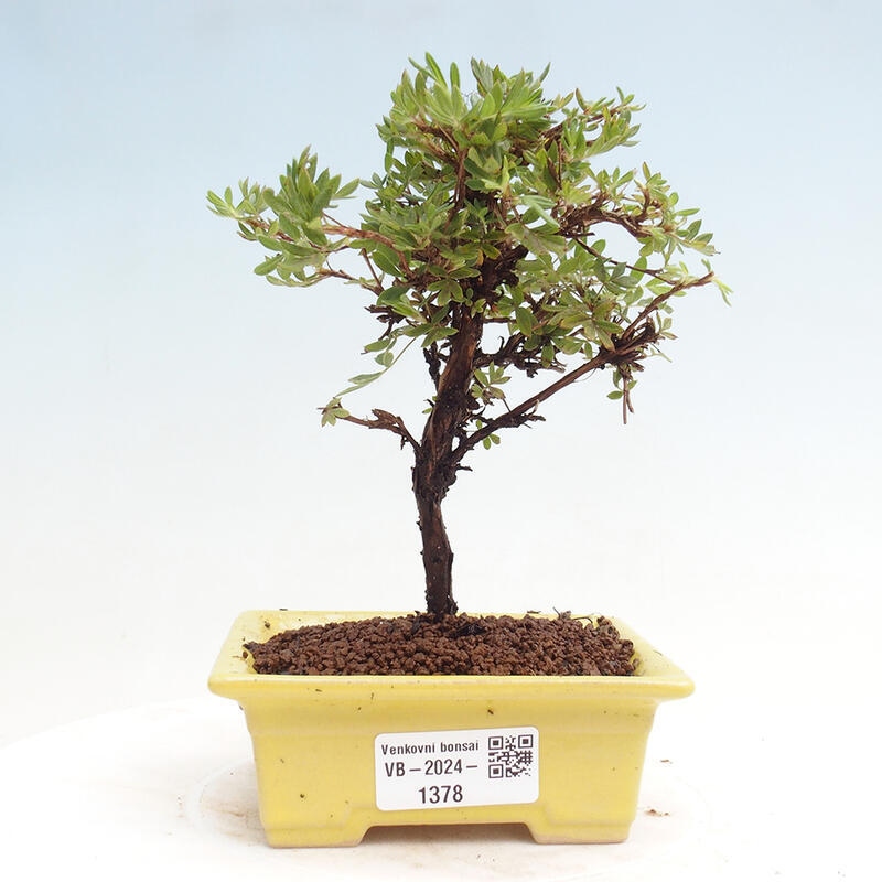 Bonsai im Freien - Potentilla Alba - Mochna weiß