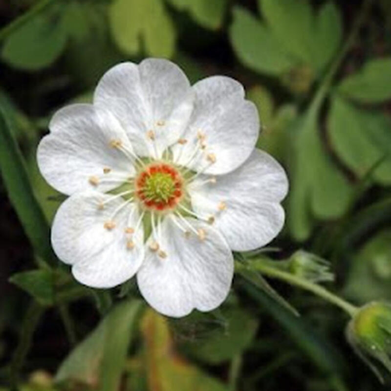 Bonsai im Freien - Potentilla Alba - Mochna weiß