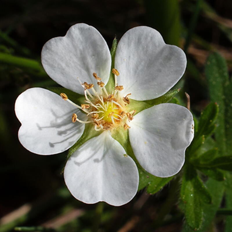 Bonsai im Freien - Potentilla Alba - Mochna weiß