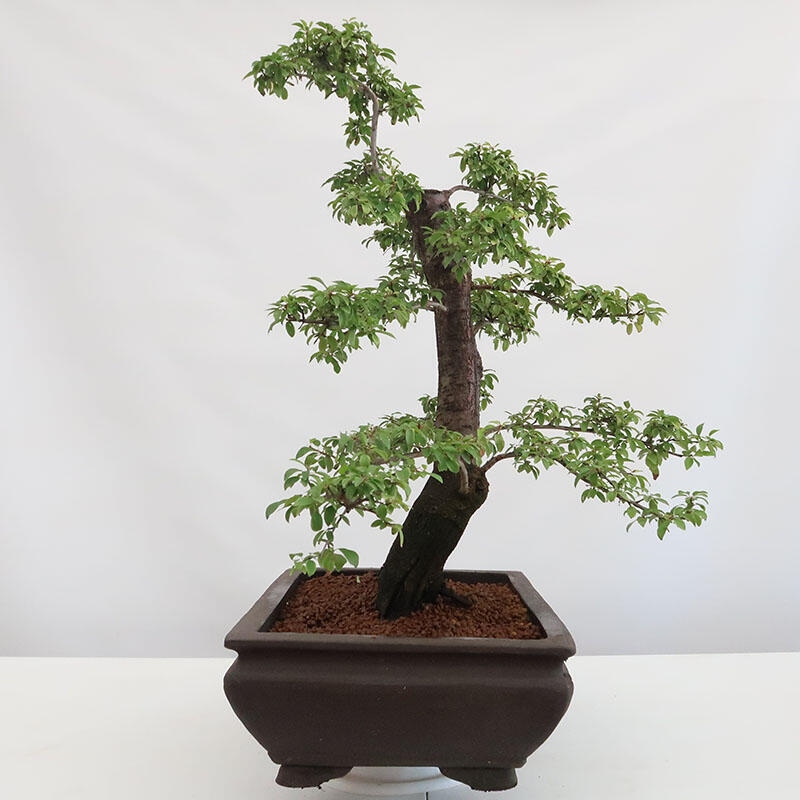 Outdoor-Bonsai - Prunus spinosa - Schwarzdorn