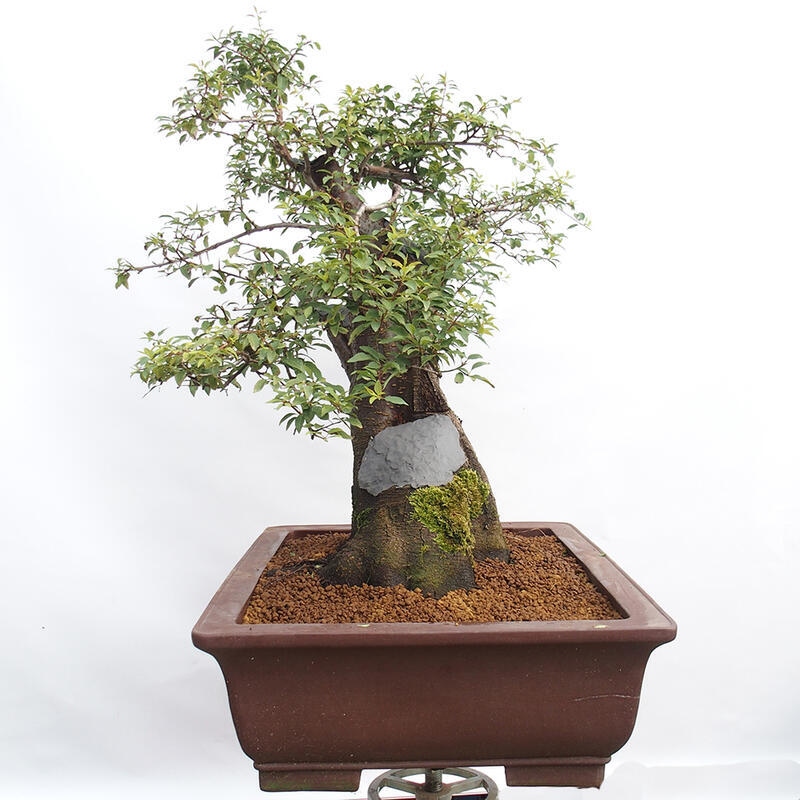 Bonsai im Freien - Prunus spinosa - Schlehe