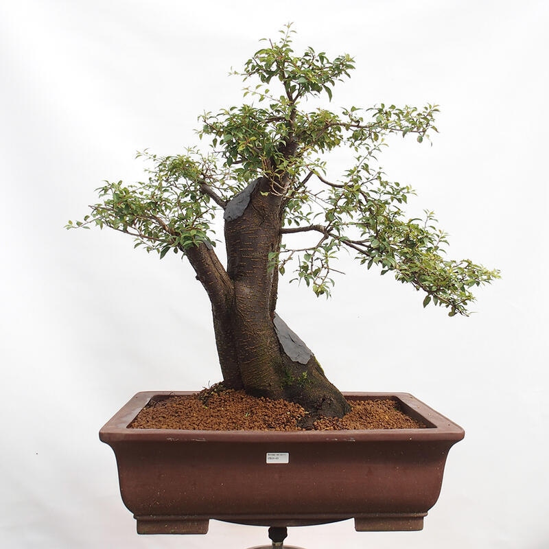 Bonsai im Freien - Prunus spinosa - Schlehe