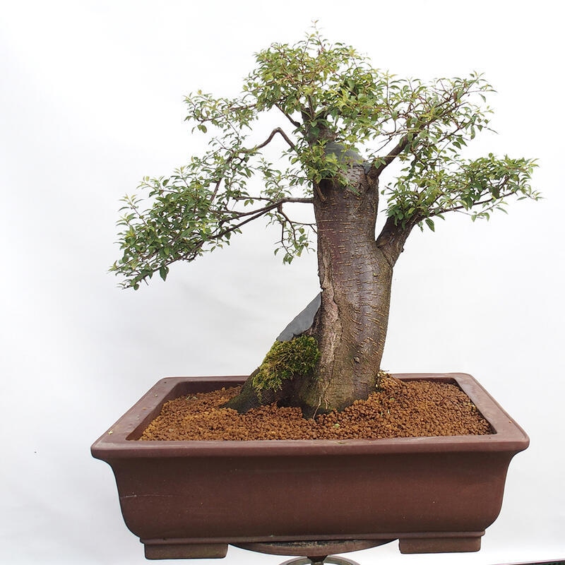 Bonsai im Freien - Prunus spinosa - Schlehe