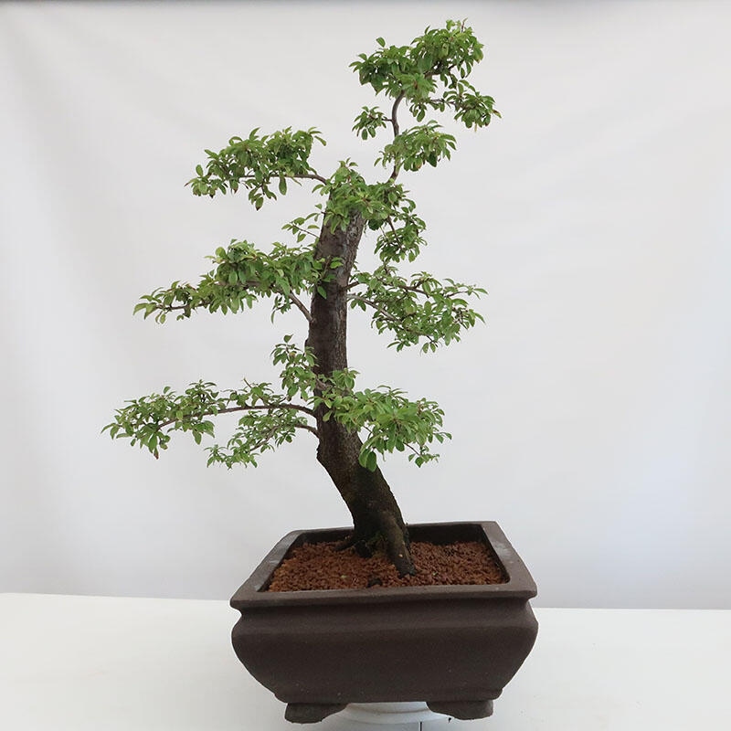 Outdoor-Bonsai - Prunus spinosa - Schwarzdorn