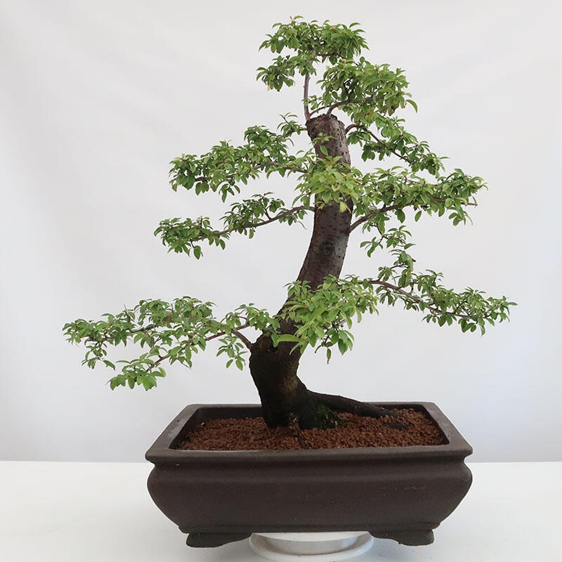 Outdoor-Bonsai - Prunus spinosa - Schwarzdorn