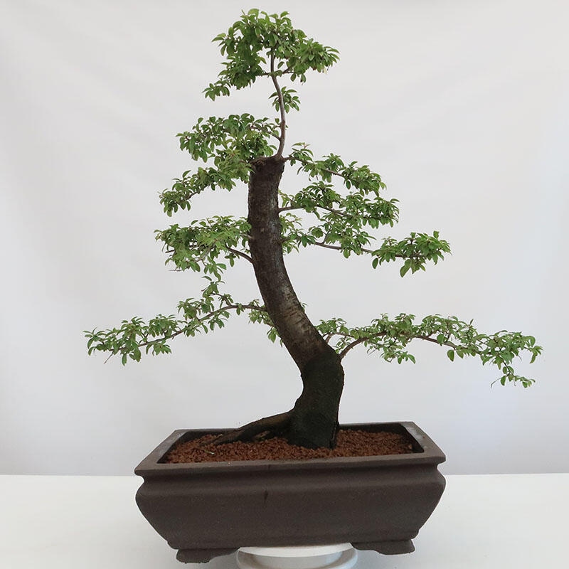 Outdoor-Bonsai - Prunus spinosa - Schwarzdorn