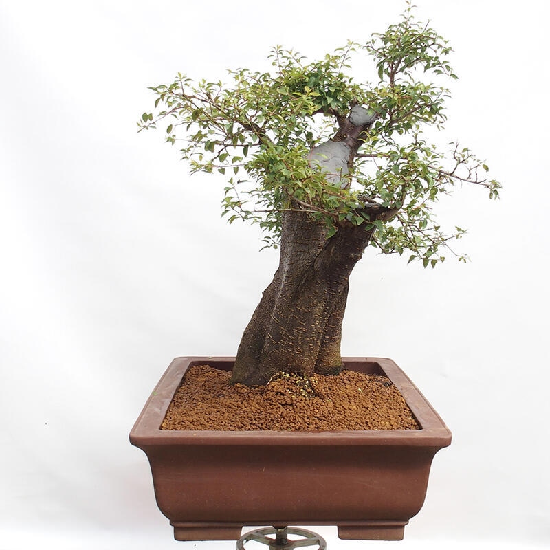 Bonsai im Freien - Prunus spinosa - Schlehe