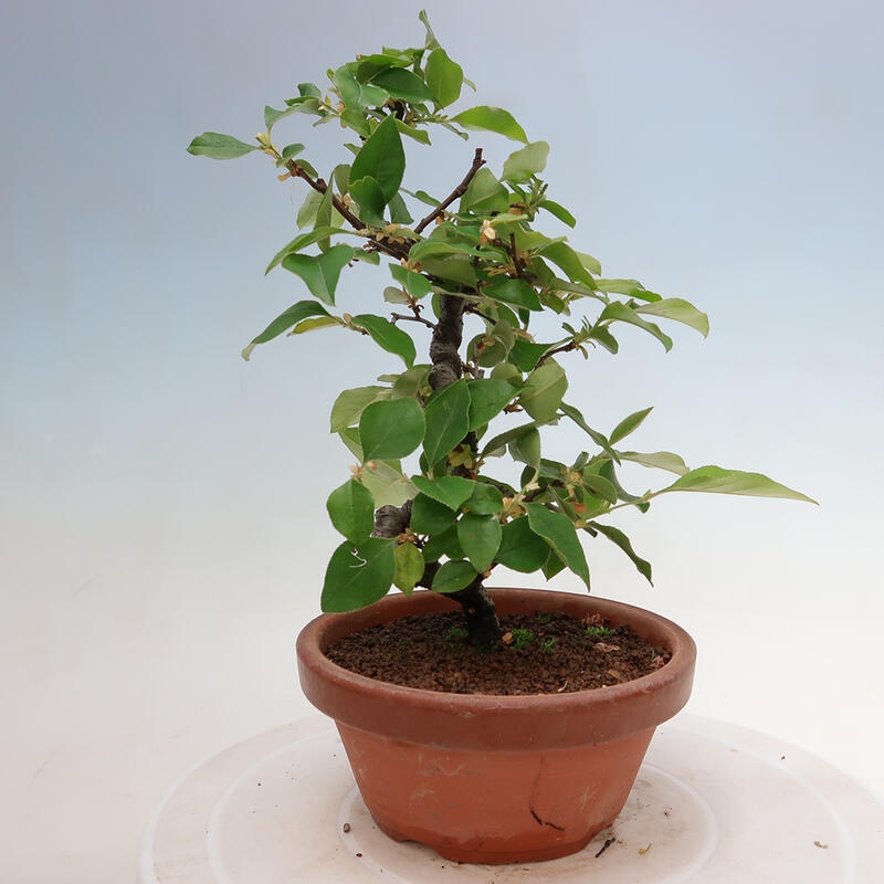 Outdoor bonsai - Pseudocydonia sinensis - Chinese quince