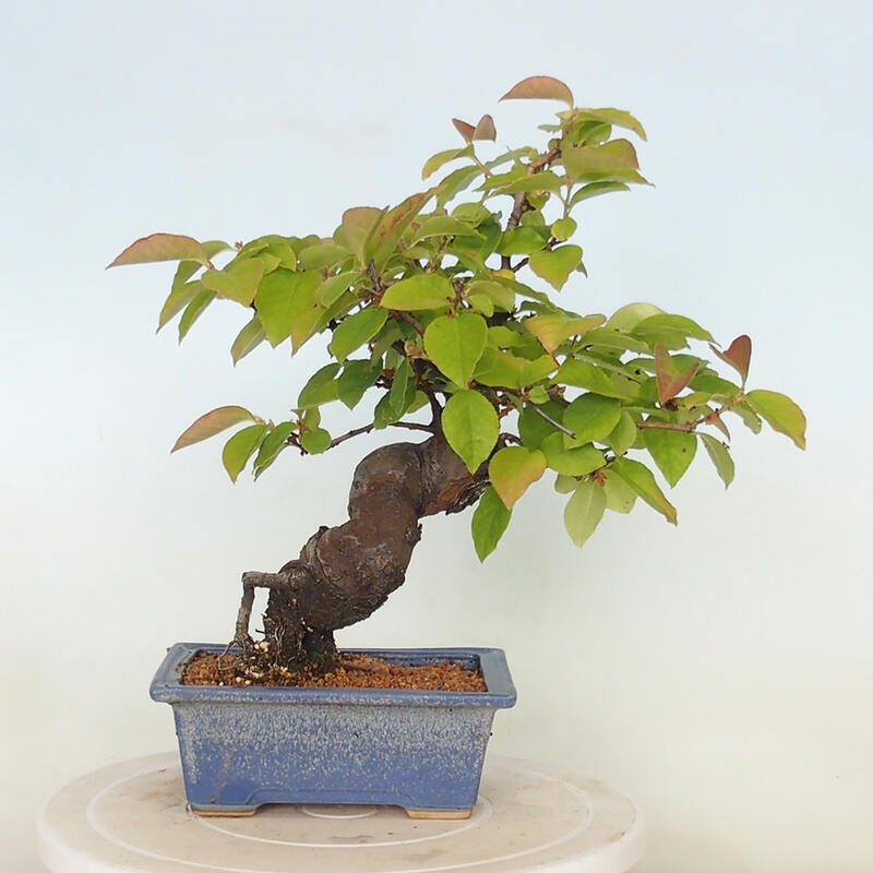 Outdoor bonsai - Pseudocydonia sinensis - Chinese quince