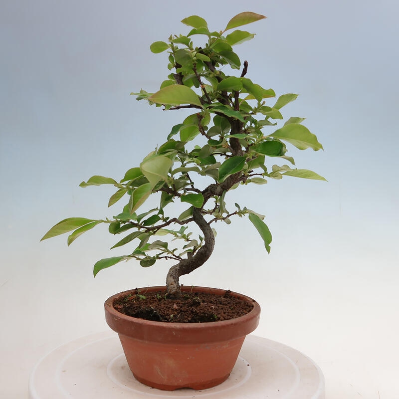 Outdoor bonsai - Pseudocydonia sinensis - Chinese quince