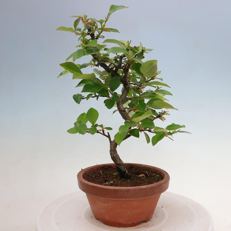 Outdoor bonsai - Pseudocydonia sinensis - Chinese quince