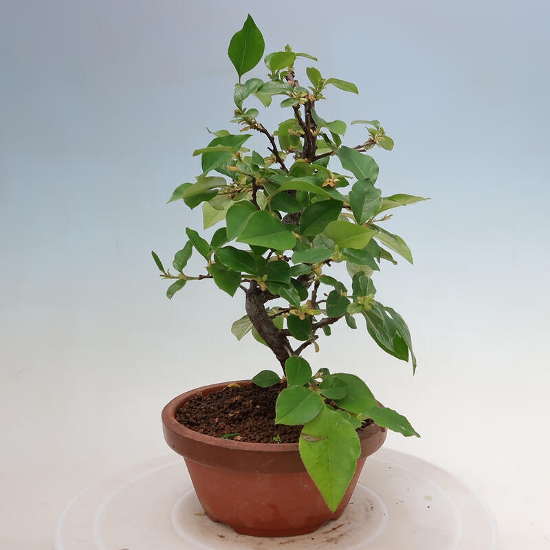 Outdoor bonsai - Pseudocydonia sinensis - Chinese quince