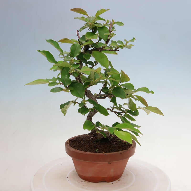 Outdoor bonsai - Pseudocydonia sinensis - Chinese quince