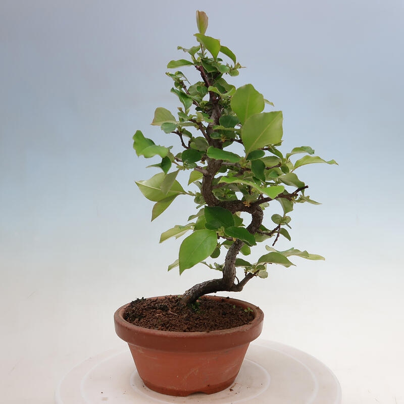 Outdoor bonsai - Pseudocydonia sinensis - Chinese quince