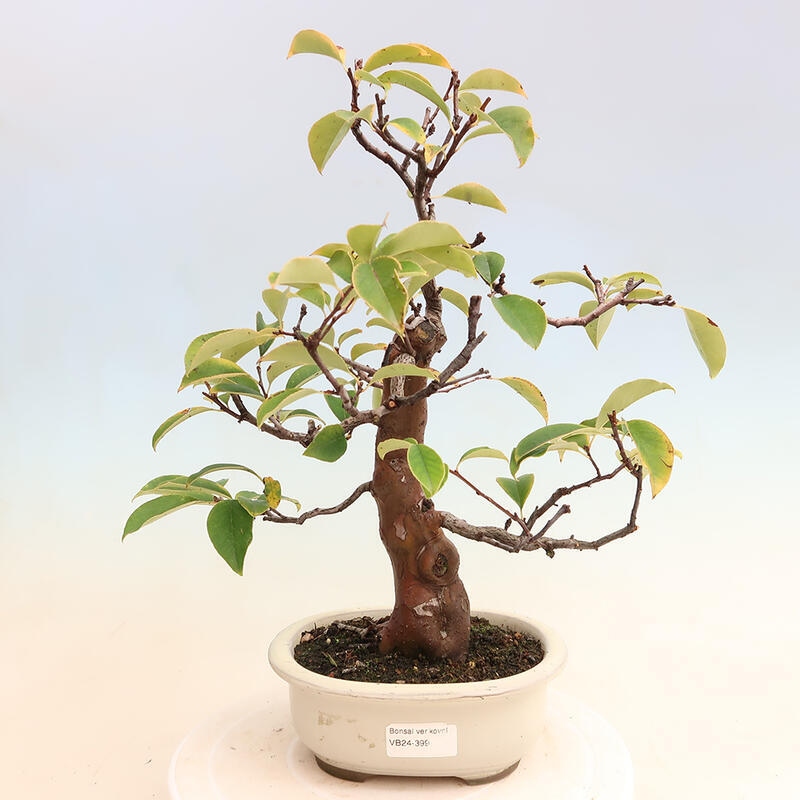 Bonsai im Freien - Pseudocydonia sinensis - Chinesische Quitte