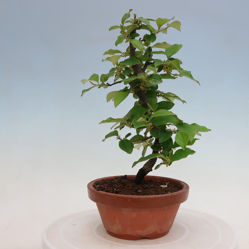 Outdoor bonsai - Pseudocydonia sinensis - Chinese quince