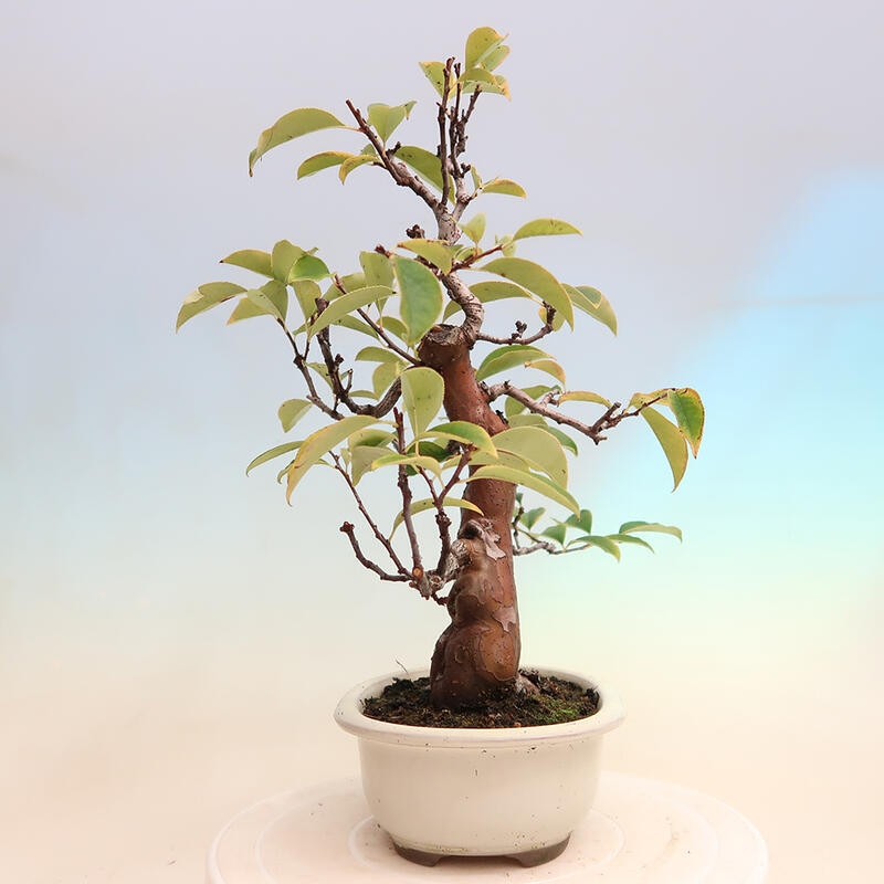 Bonsai im Freien - Pseudocydonia sinensis - Chinesische Quitte