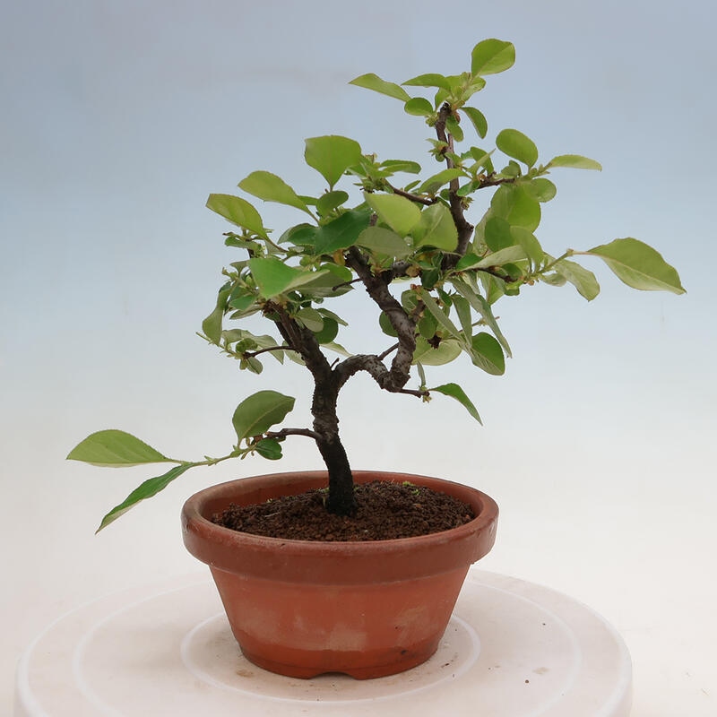 Outdoor bonsai - Pseudocydonia sinensis - Chinese quince