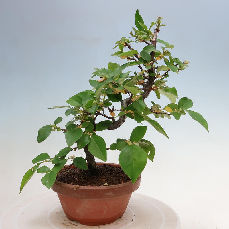 Outdoor bonsai - Pseudocydonia sinensis - Chinese quince