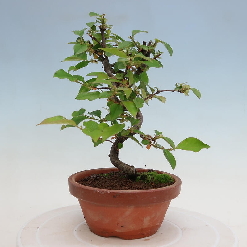 Outdoor bonsai - Pseudocydonia sinensis - Chinese quince