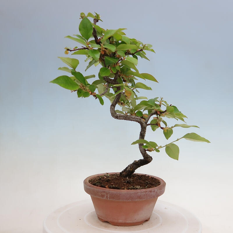 Outdoor bonsai - Pseudocydonia sinensis - Chinese quince