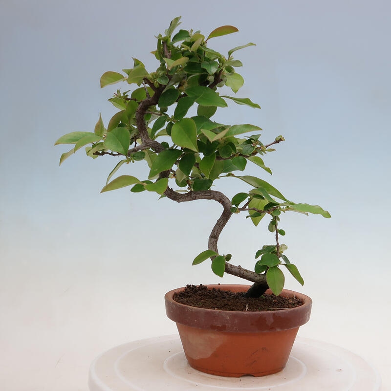 Outdoor bonsai - Pseudocydonia sinensis - Chinese quince