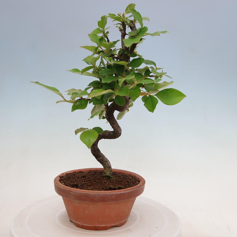 Outdoor bonsai - Pseudocydonia sinensis - Chinese quince