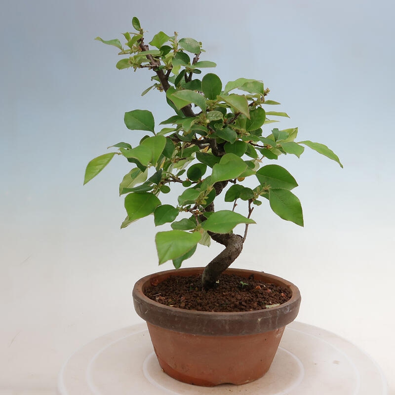 Outdoor bonsai - Pseudocydonia sinensis - Chinese quince