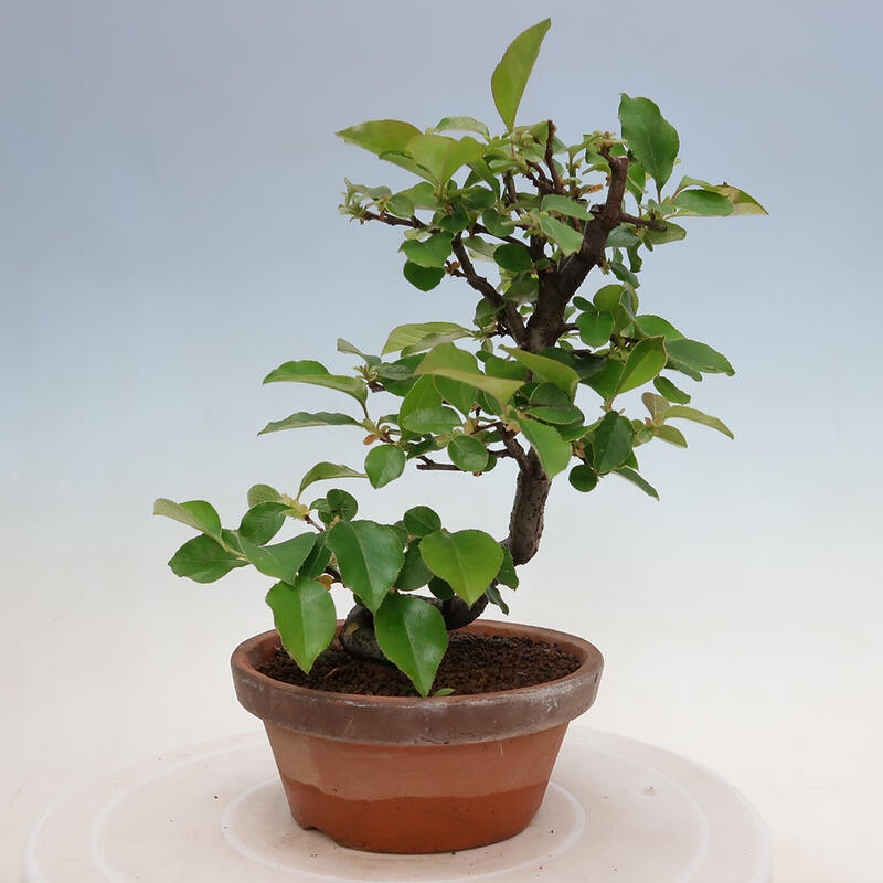 Outdoor bonsai - Pseudocydonia sinensis - Chinese quince