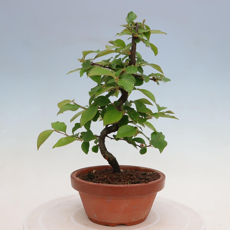 Outdoor bonsai - Pseudocydonia sinensis - Chinese quince