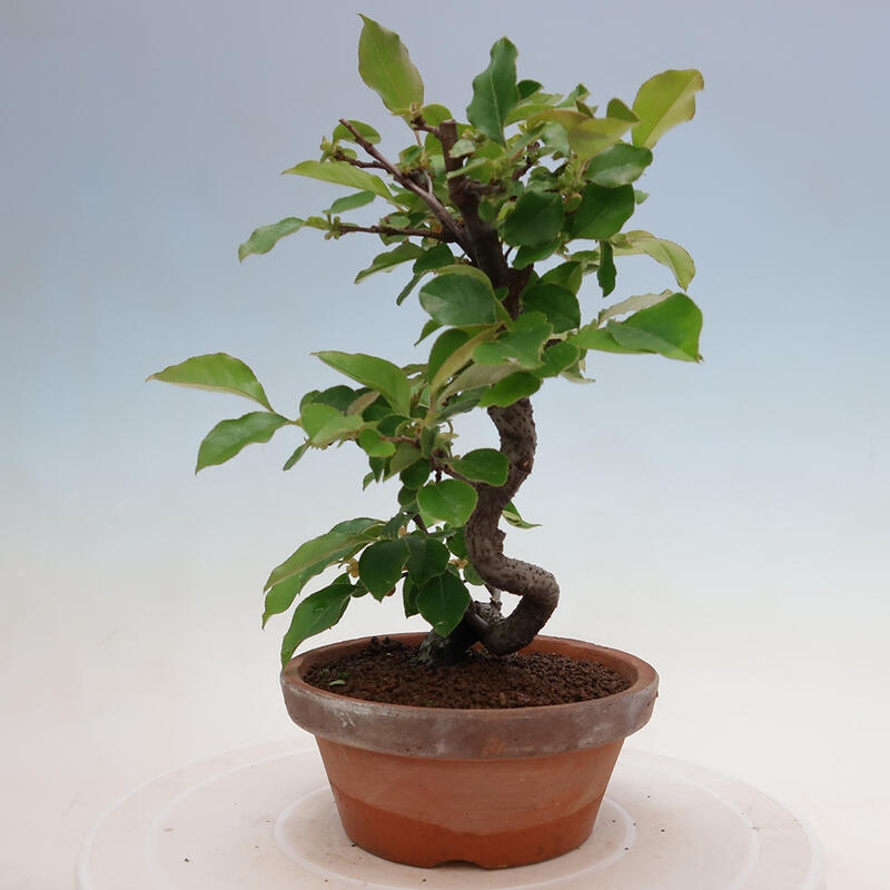 Outdoor bonsai - Pseudocydonia sinensis - Chinese quince