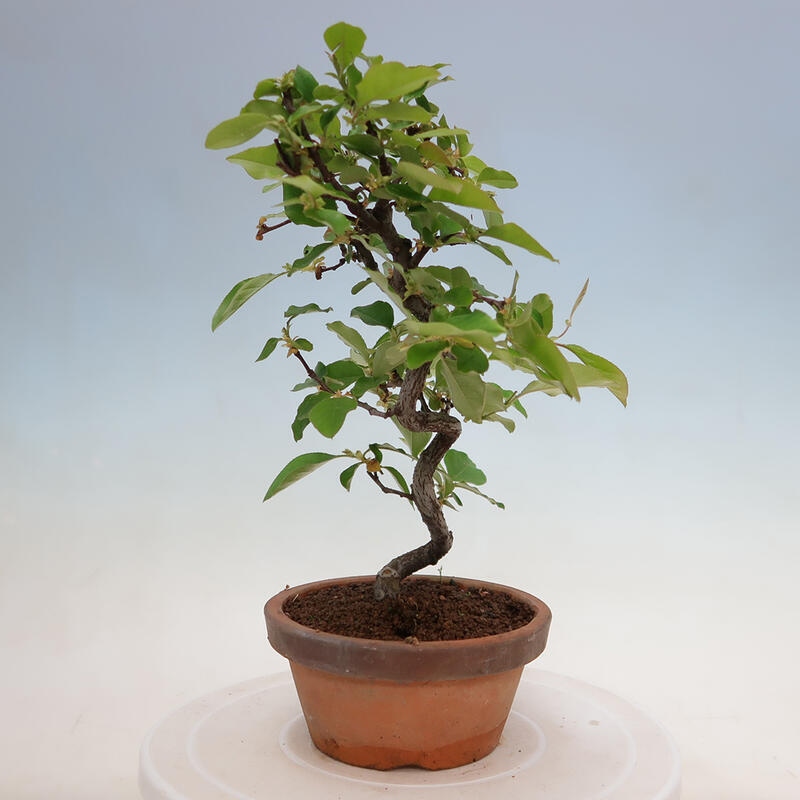 Outdoor bonsai - Pseudocydonia sinensis - Chinese quince