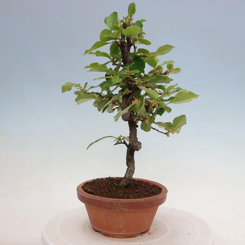 Outdoor bonsai - Pseudocydonia sinensis - Chinese quince