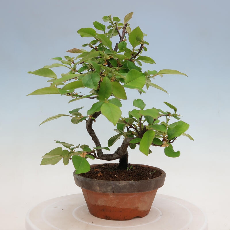 Outdoor bonsai - Pseudocydonia sinensis - Chinese quince