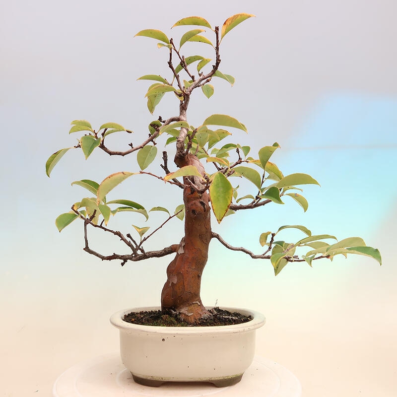 Bonsai im Freien - Pseudocydonia sinensis - Chinesische Quitte