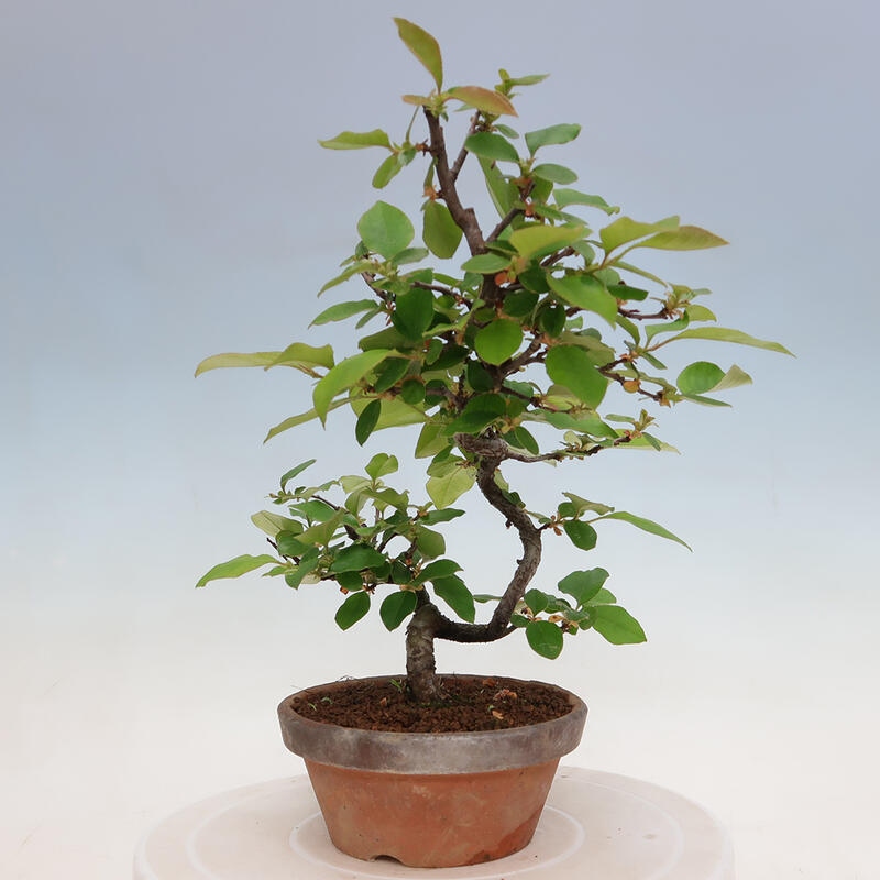 Outdoor bonsai - Pseudocydonia sinensis - Chinese quince