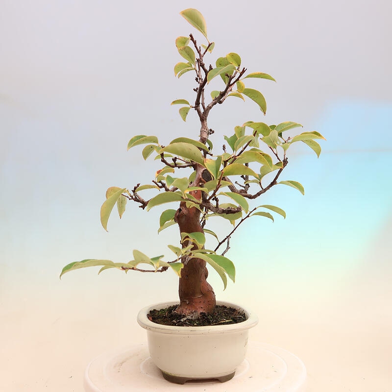 Bonsai im Freien - Pseudocydonia sinensis - Chinesische Quitte