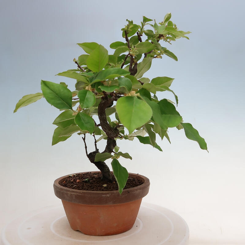 Outdoor bonsai - Pseudocydonia sinensis - Chinese quince