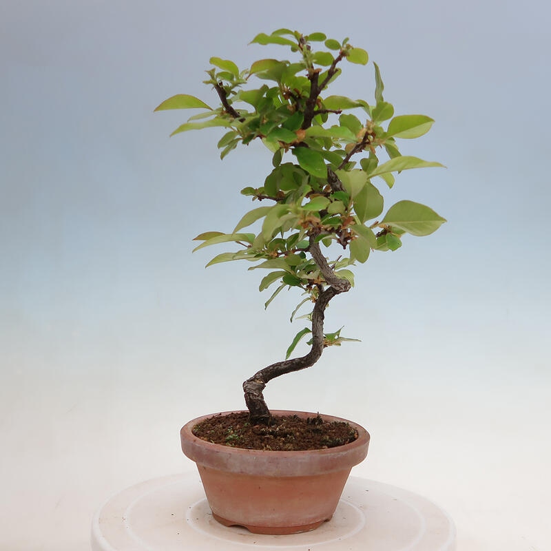 Outdoor bonsai - Pseudocydonia sinensis - Chinese quince