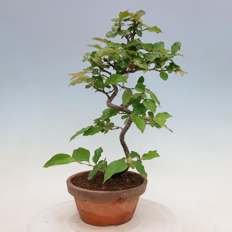 Outdoor bonsai - Pseudocydonia sinensis - Chinese quince