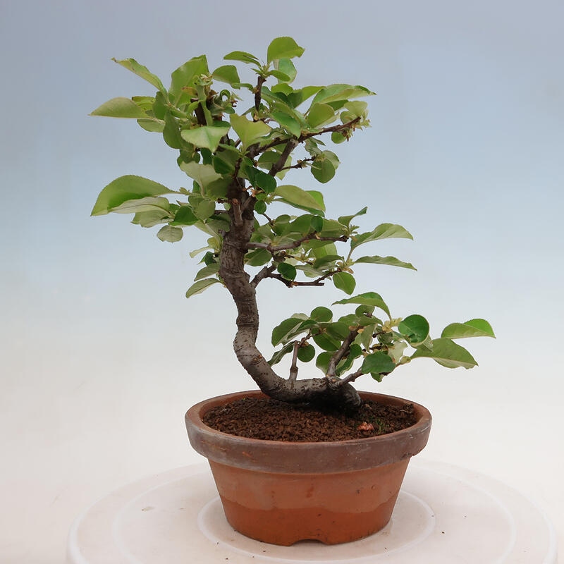 Outdoor bonsai - Pseudocydonia sinensis - Chinese quince