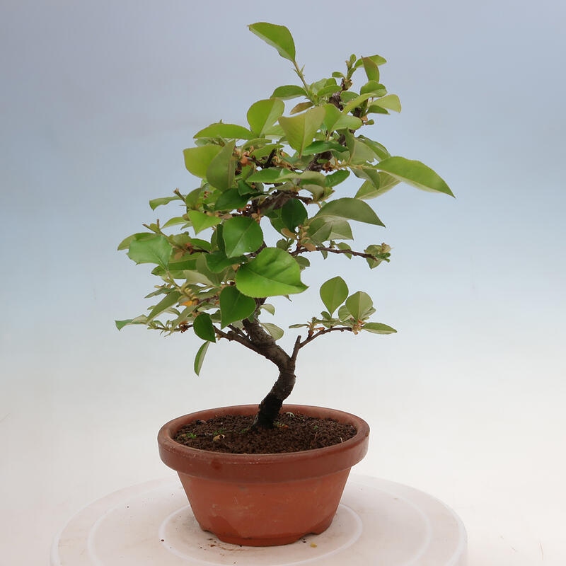 Outdoor bonsai - Pseudocydonia sinensis - Chinese quince